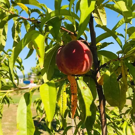 Dada Kanjon Grmusa بيت للعطل بيهاتش